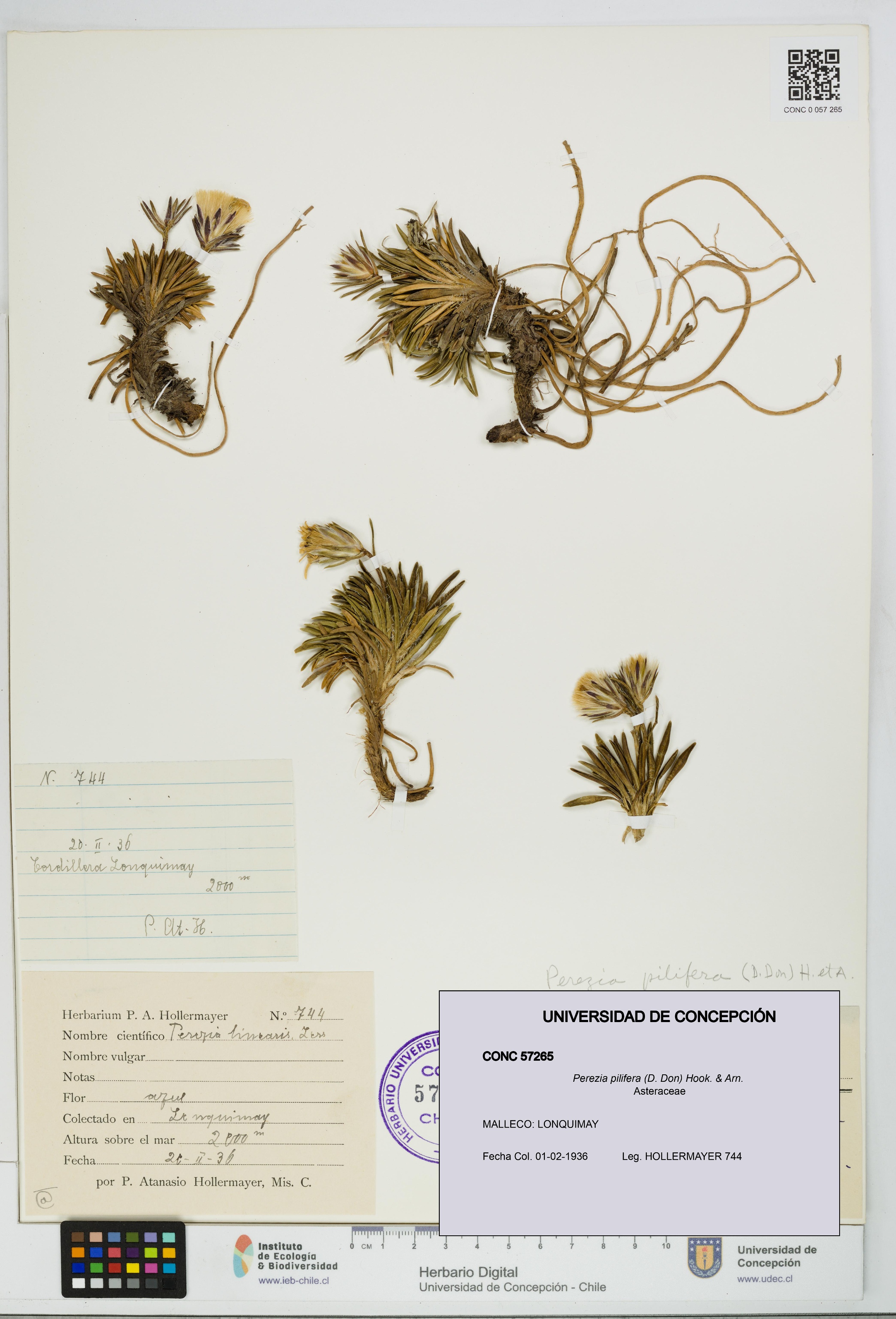 Perezia pilifera [Espécimen: UDEC:CONC:0057265]