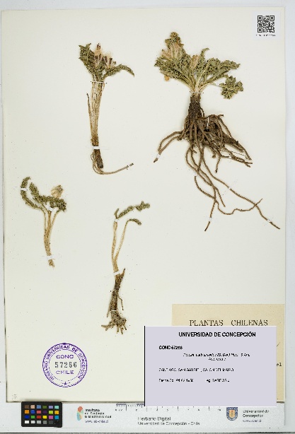 Perezia carthamoides [Espécimen: UDEC:CONC:0057266]
