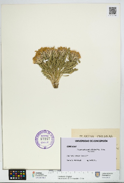 Perezia carthamoides [Espécimen: UDEC:CONC:0057267]