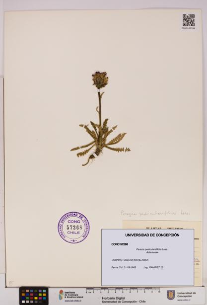Perezia pedicularidifolia [Espécimen: UDEC:CONC:0057268]