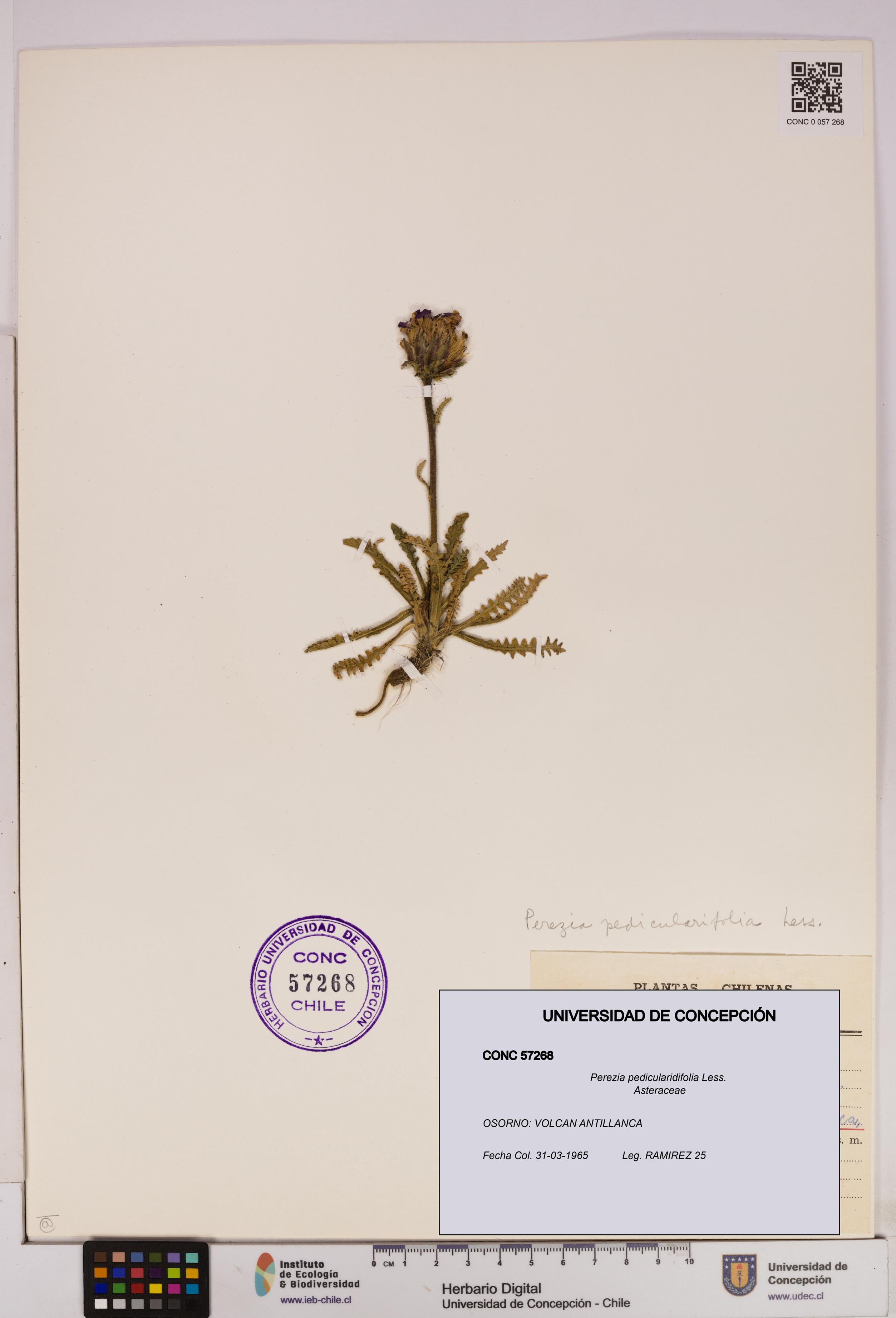 Perezia pedicularidifolia [Espécimen: UDEC:CONC:0057268]