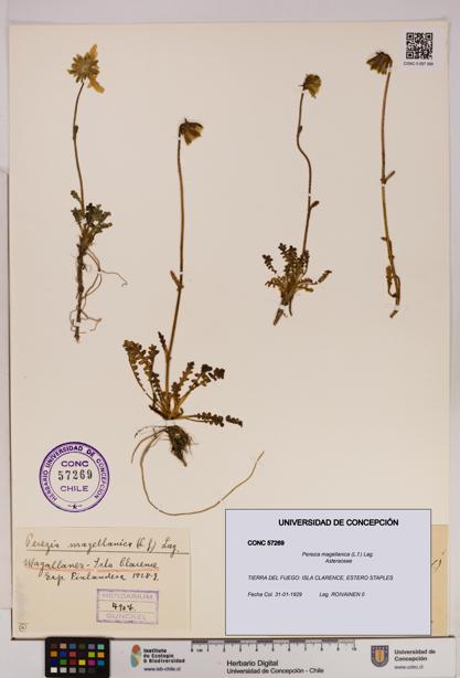 Perezia magellanica [Espécimen: UDEC:CONC:0057269]