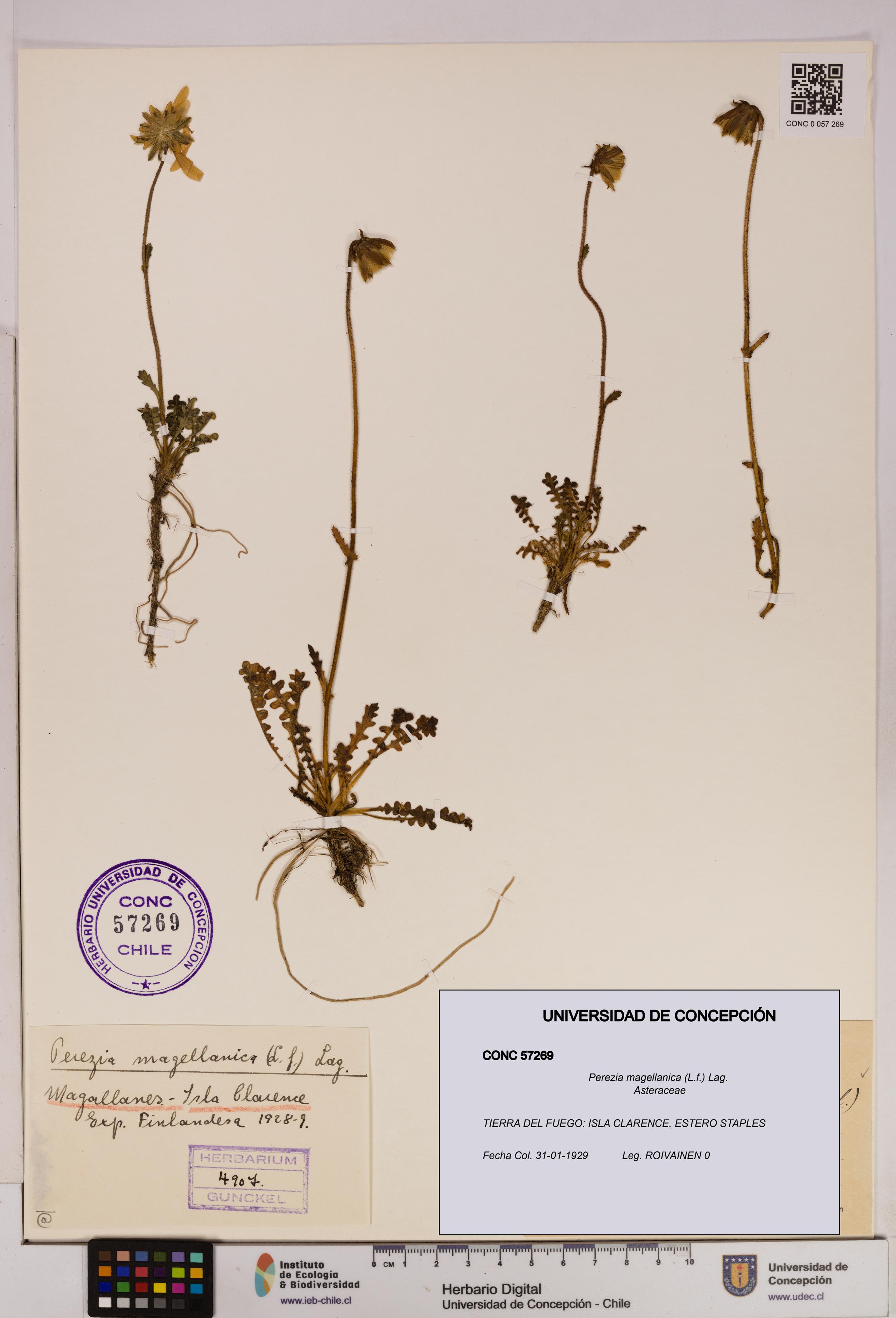 Perezia magellanica [Espécimen: UDEC:CONC:0057269]
