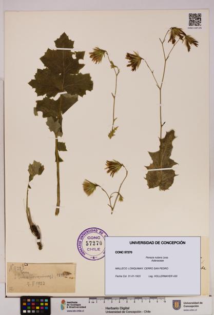 Perezia nutans [Espécimen: UDEC:CONC:0057270]