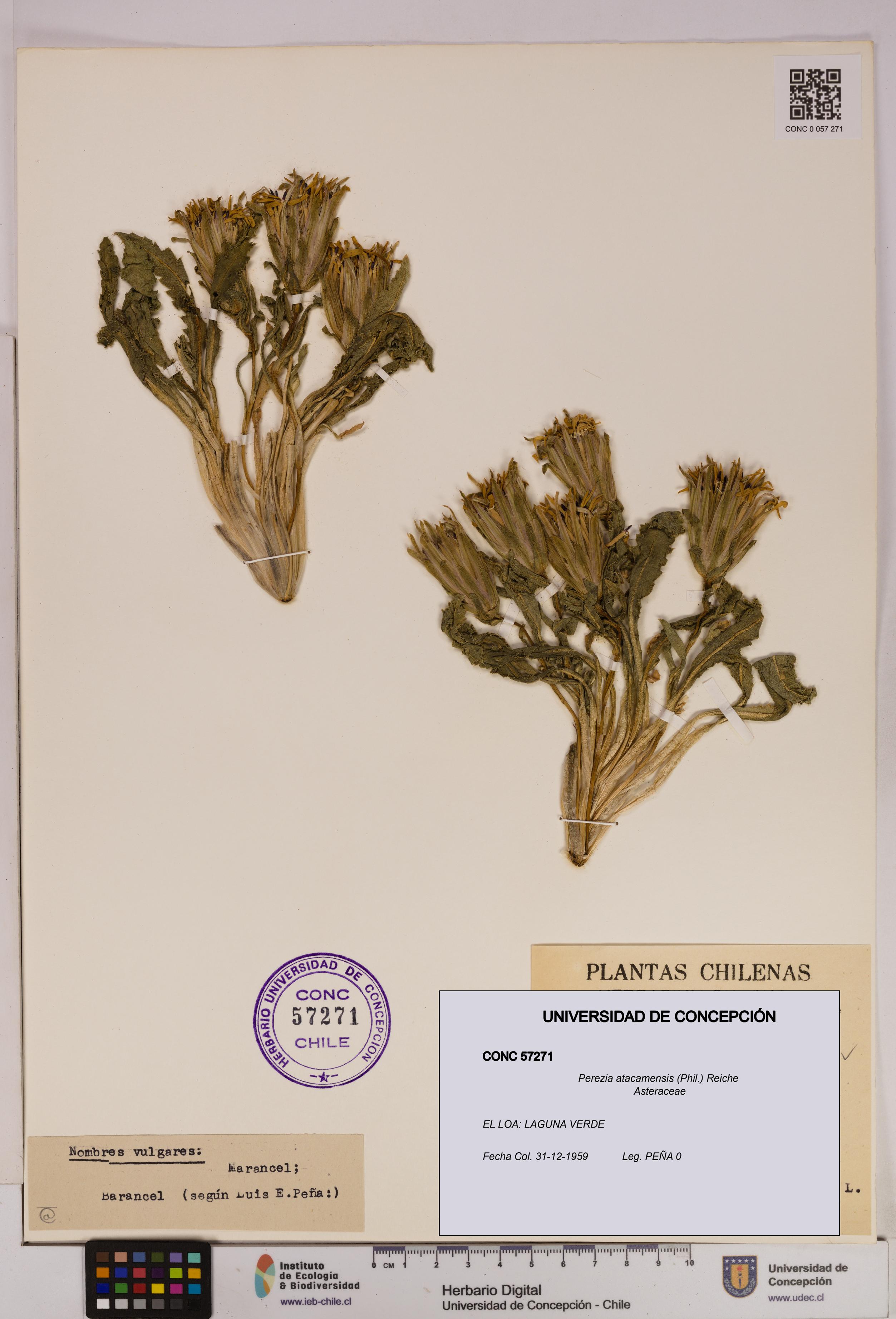Perezia atacamensis [Espécimen: UDEC:CONC:0057271]