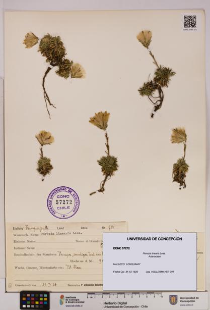 Perezia linearis [Espécimen: UDEC:CONC:0057272]