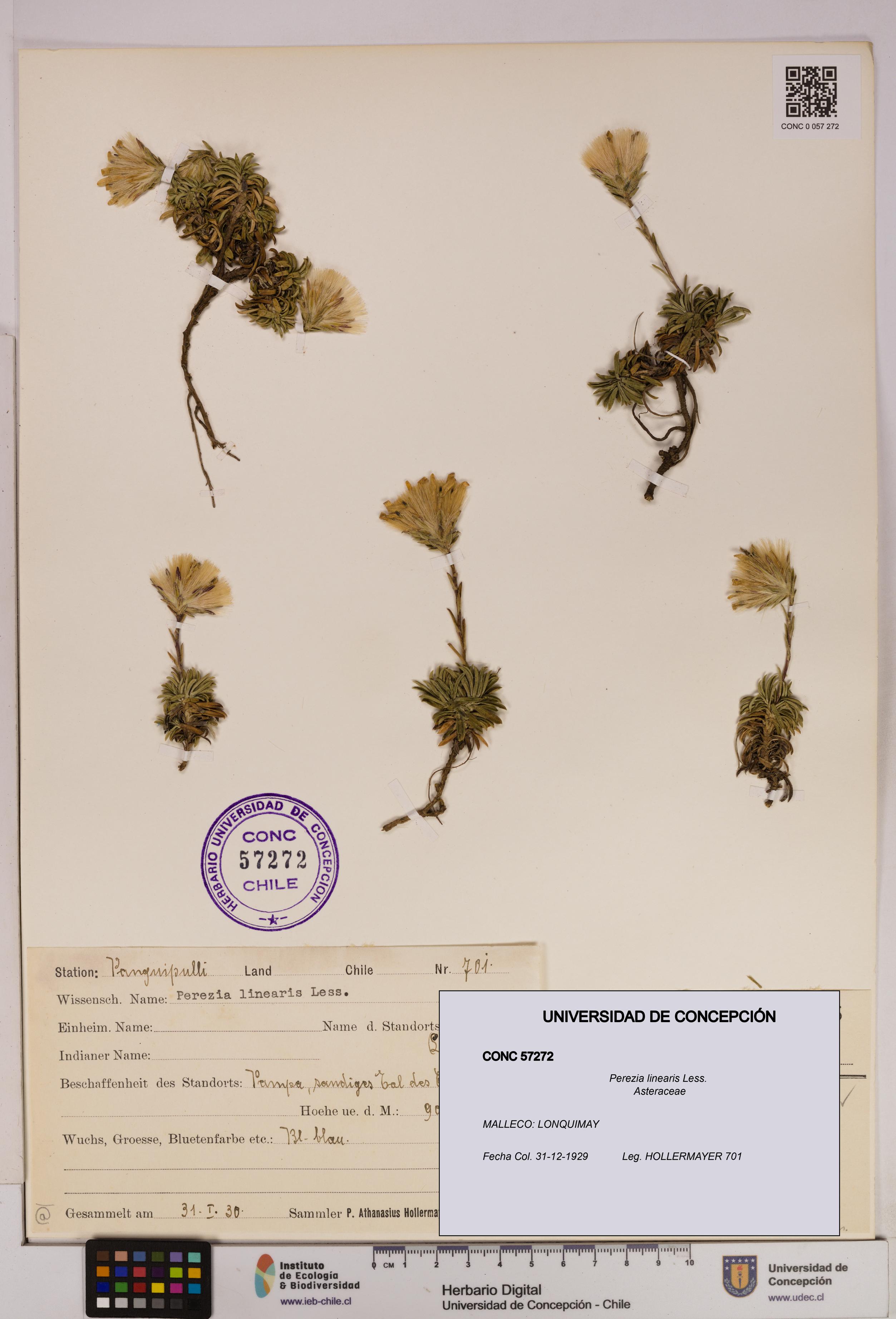 Perezia linearis [Espécimen: UDEC:CONC:0057272]