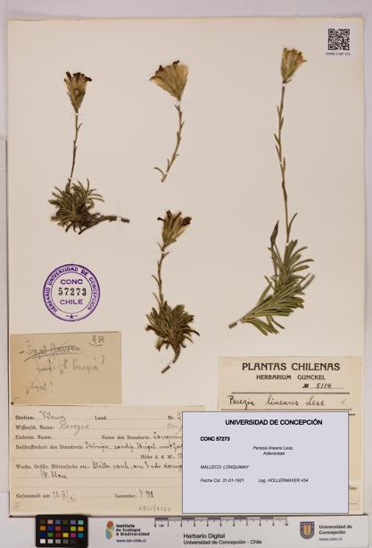 Perezia linearis [Espécimen: UDEC:CONC:0057273]