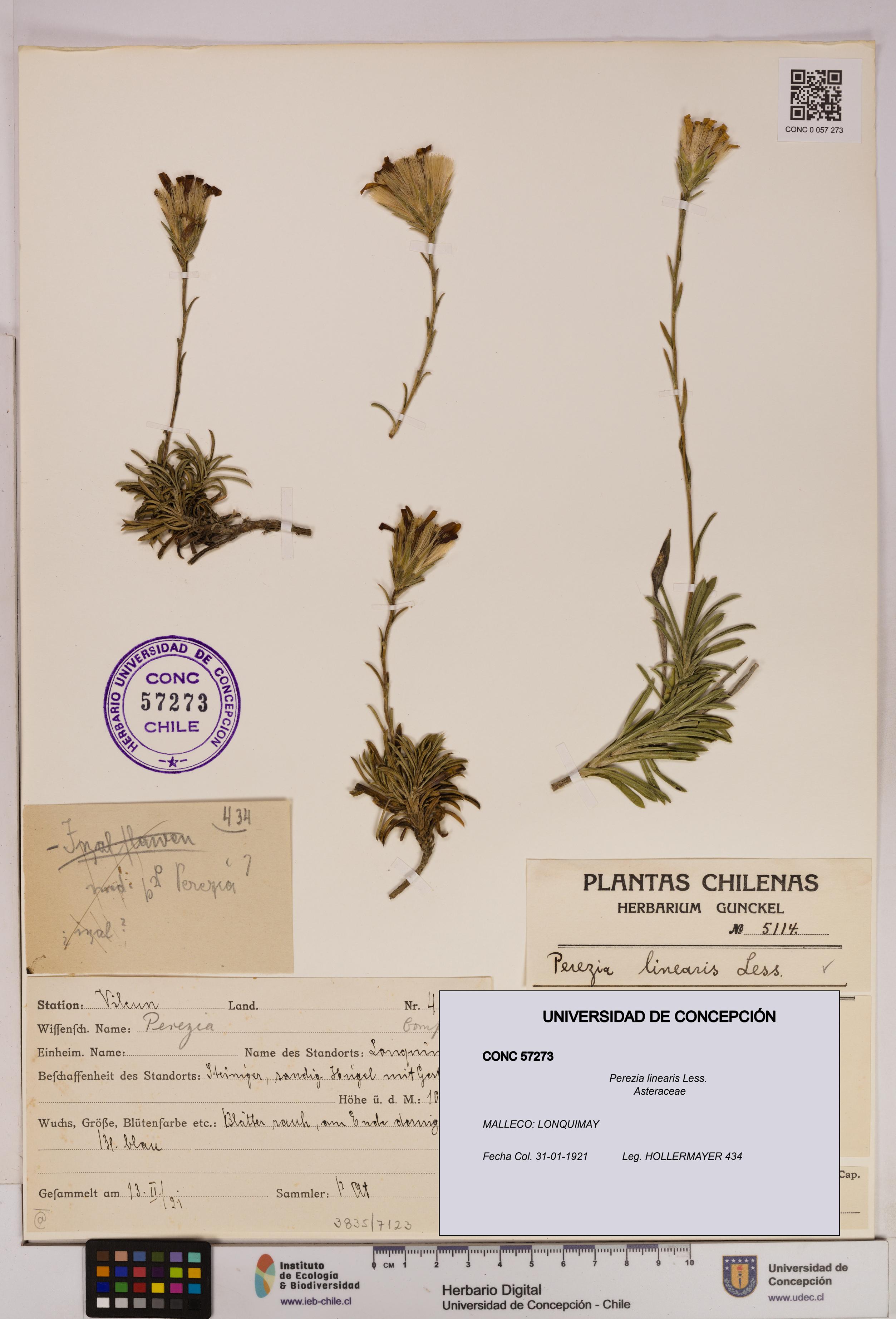 Perezia linearis [Espécimen: UDEC:CONC:0057273]