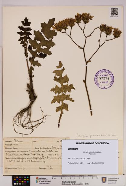 Perezia prenanthoides [Espécimen: UDEC:CONC:0057274]