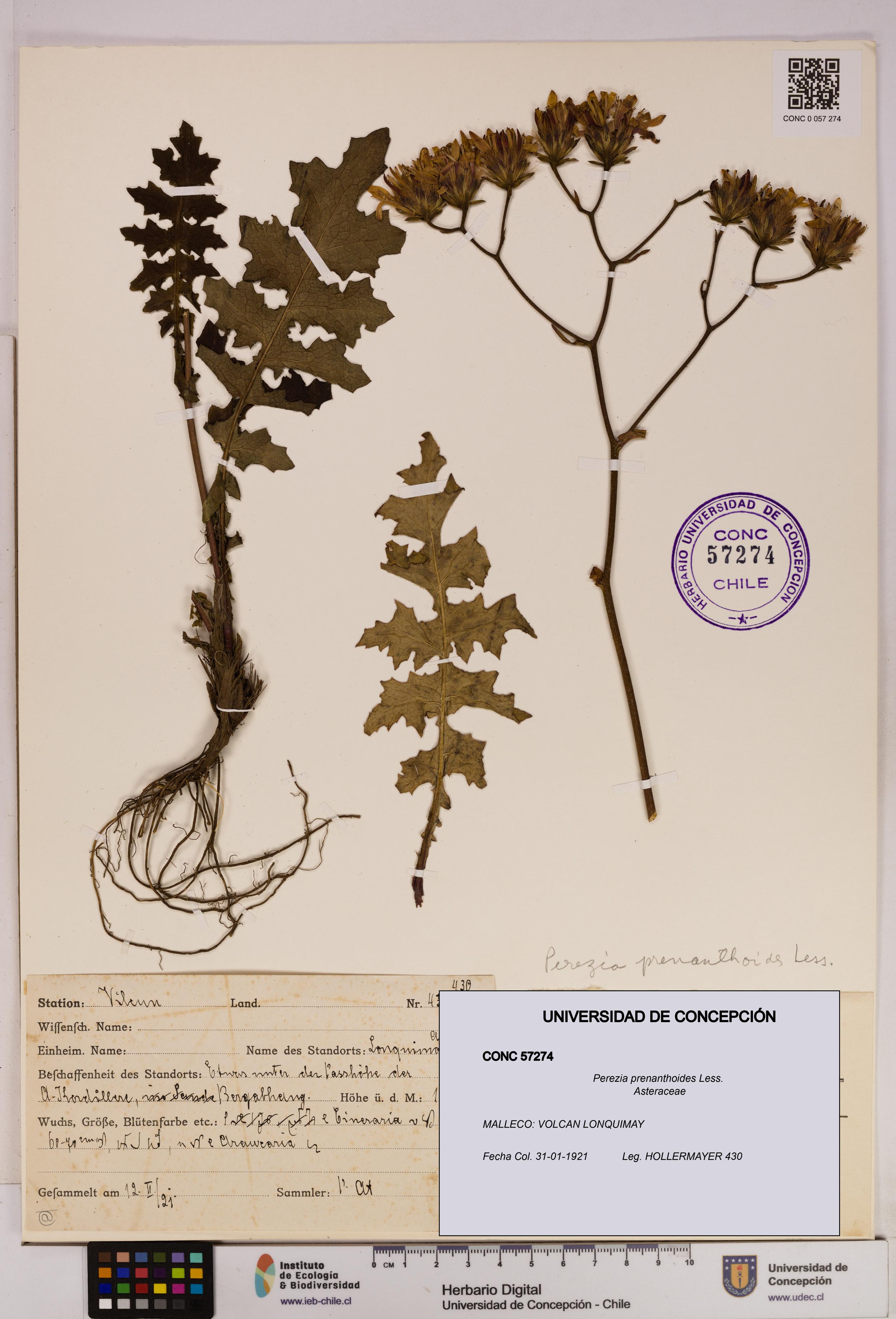 Perezia prenanthoides [Espécimen: UDEC:CONC:0057274]