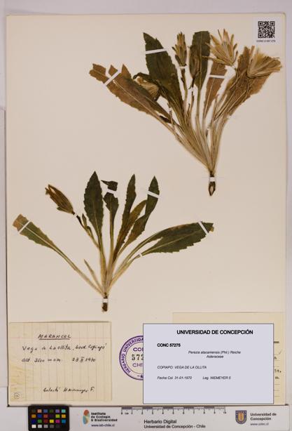 Perezia atacamensis [Espécimen: UDEC:CONC:0057275]