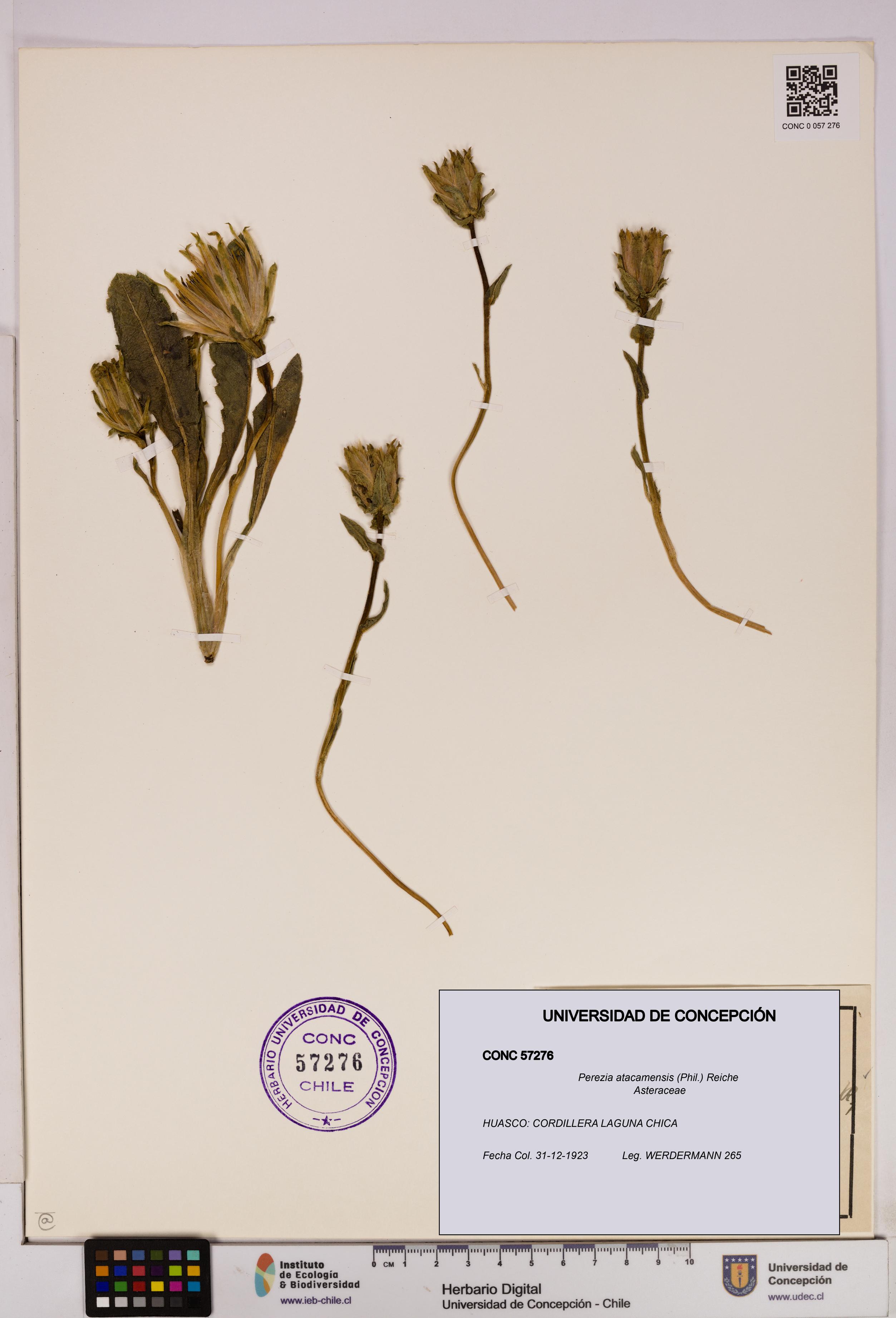 Perezia atacamensis [Espécimen: UDEC:CONC:0057276]