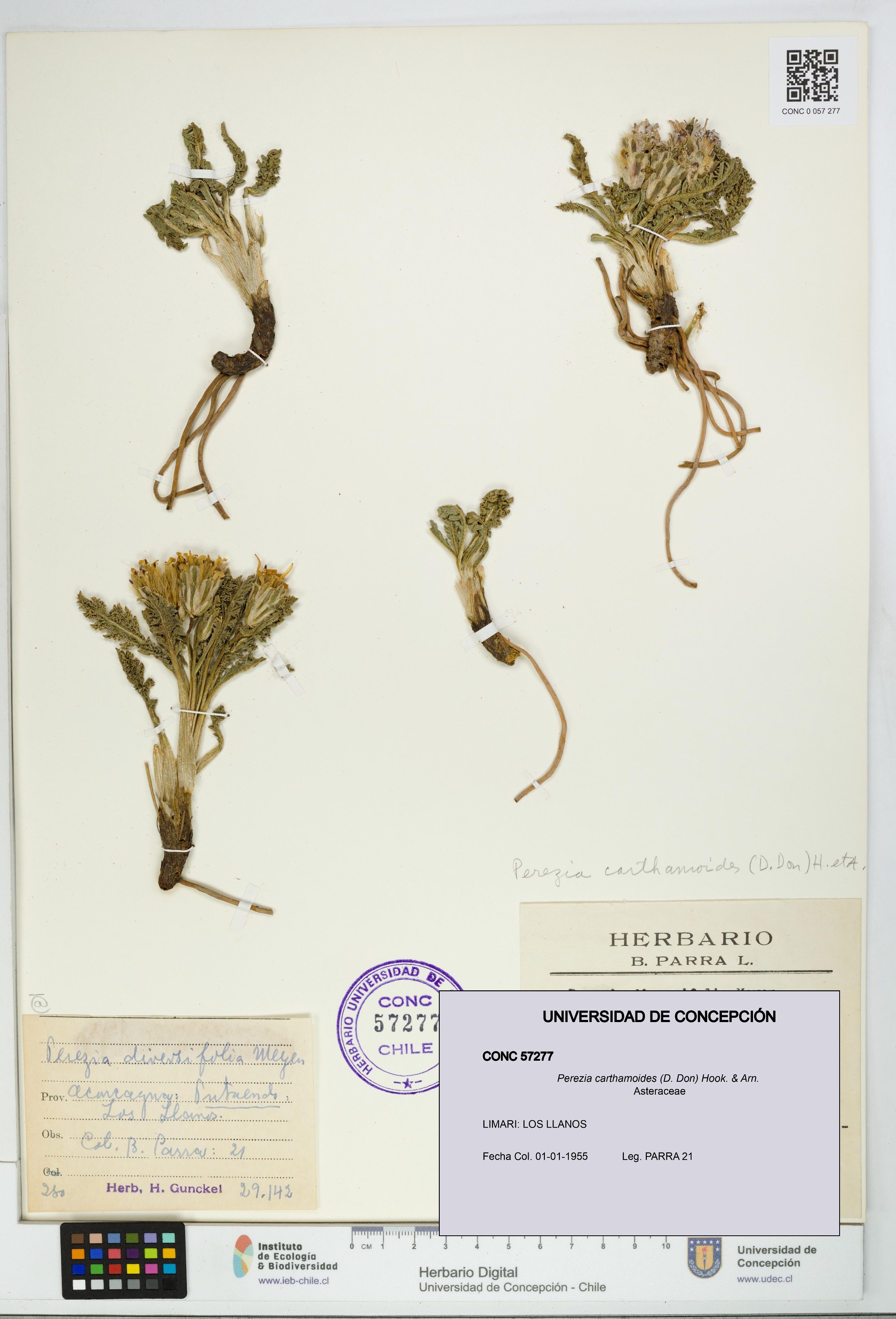 Perezia carthamoides [Espécimen: UDEC:CONC:0057277]