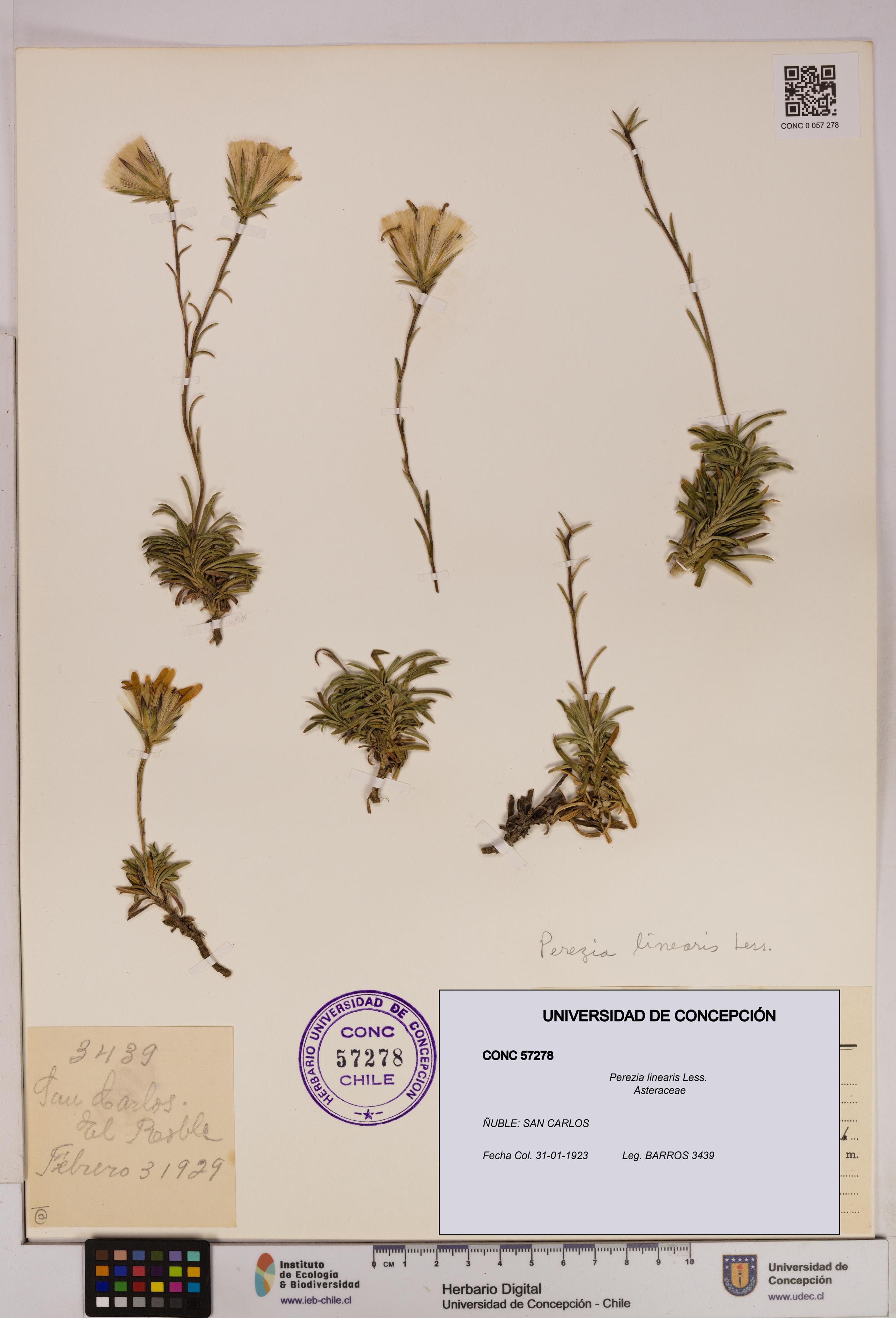 Perezia linearis [Espécimen: UDEC:CONC:0057278]