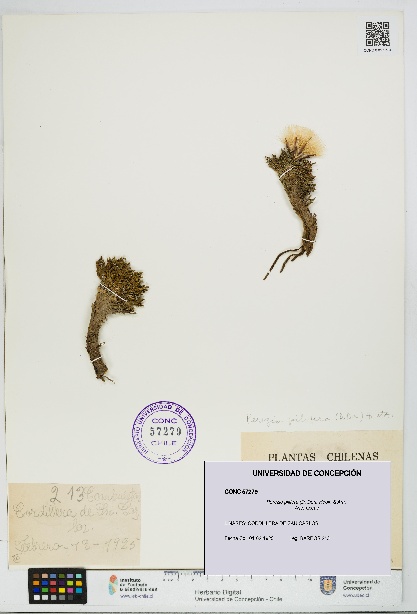 Perezia pilifera [Espécimen: UDEC:CONC:0057279]