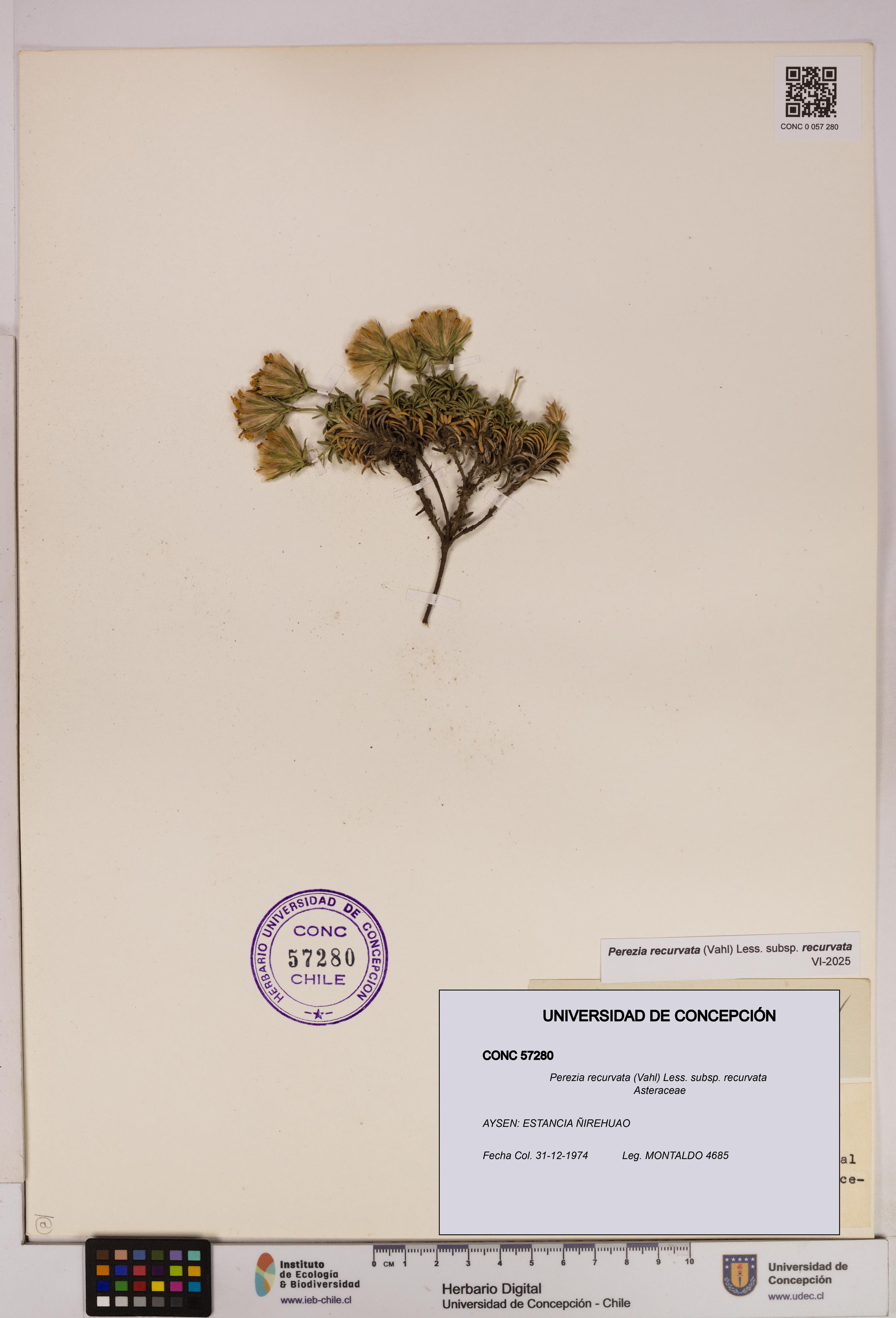 Perezia recurvata subsp. recurvata [Espécimen: UDEC:CONC:0057280]