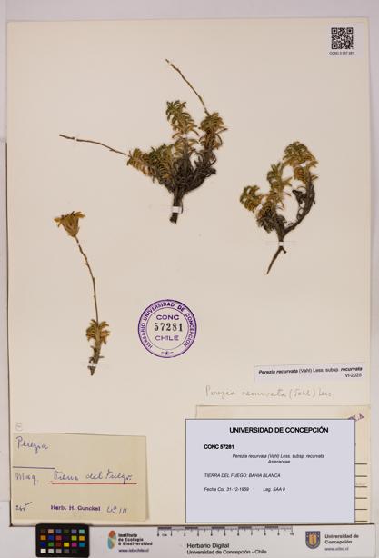 Perezia recurvata subsp. recurvata [Espécimen: UDEC:CONC:0057281]
