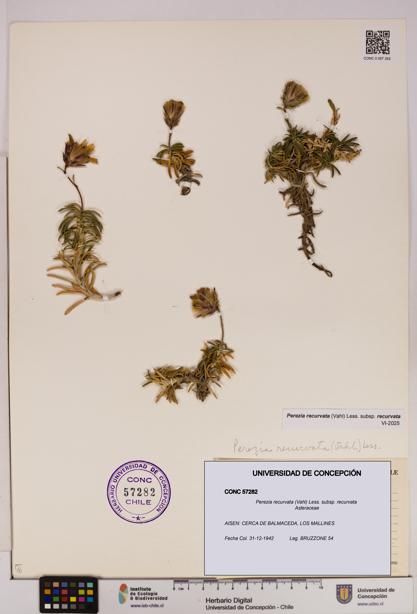 Perezia recurvata subsp. recurvata [Espécimen: UDEC:CONC:0057282]