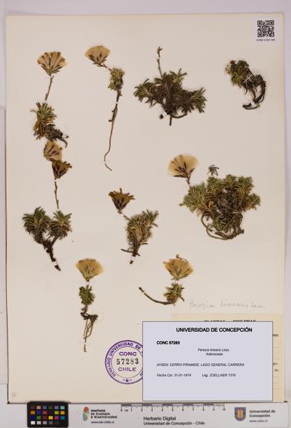 Perezia linearis [Espécimen: UDEC:CONC:0057283]