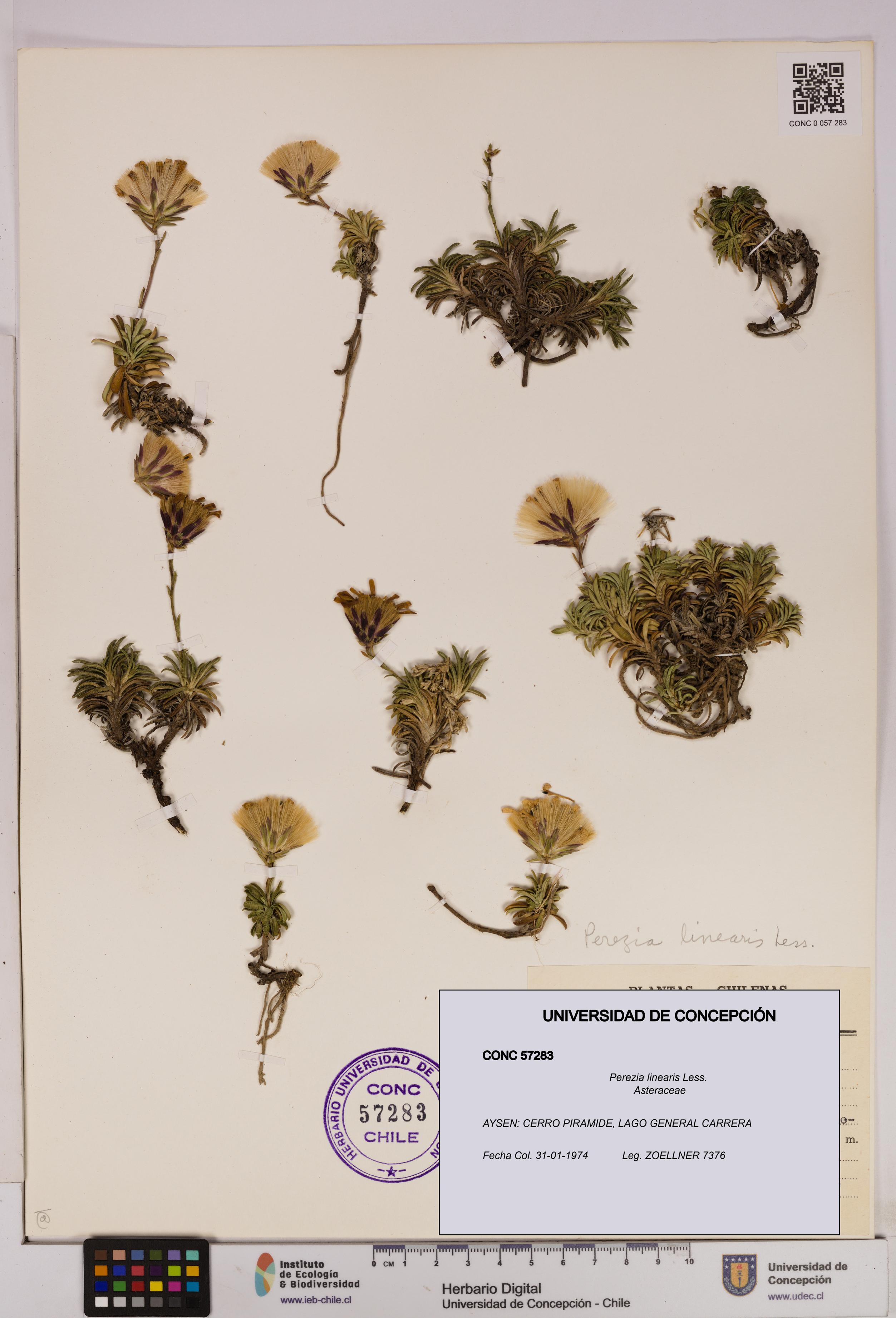Perezia linearis [Espécimen: UDEC:CONC:0057283]