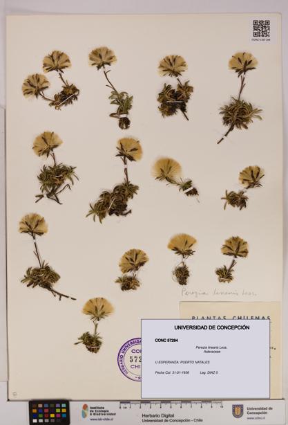 Perezia linearis [Espécimen: UDEC:CONC:0057284]