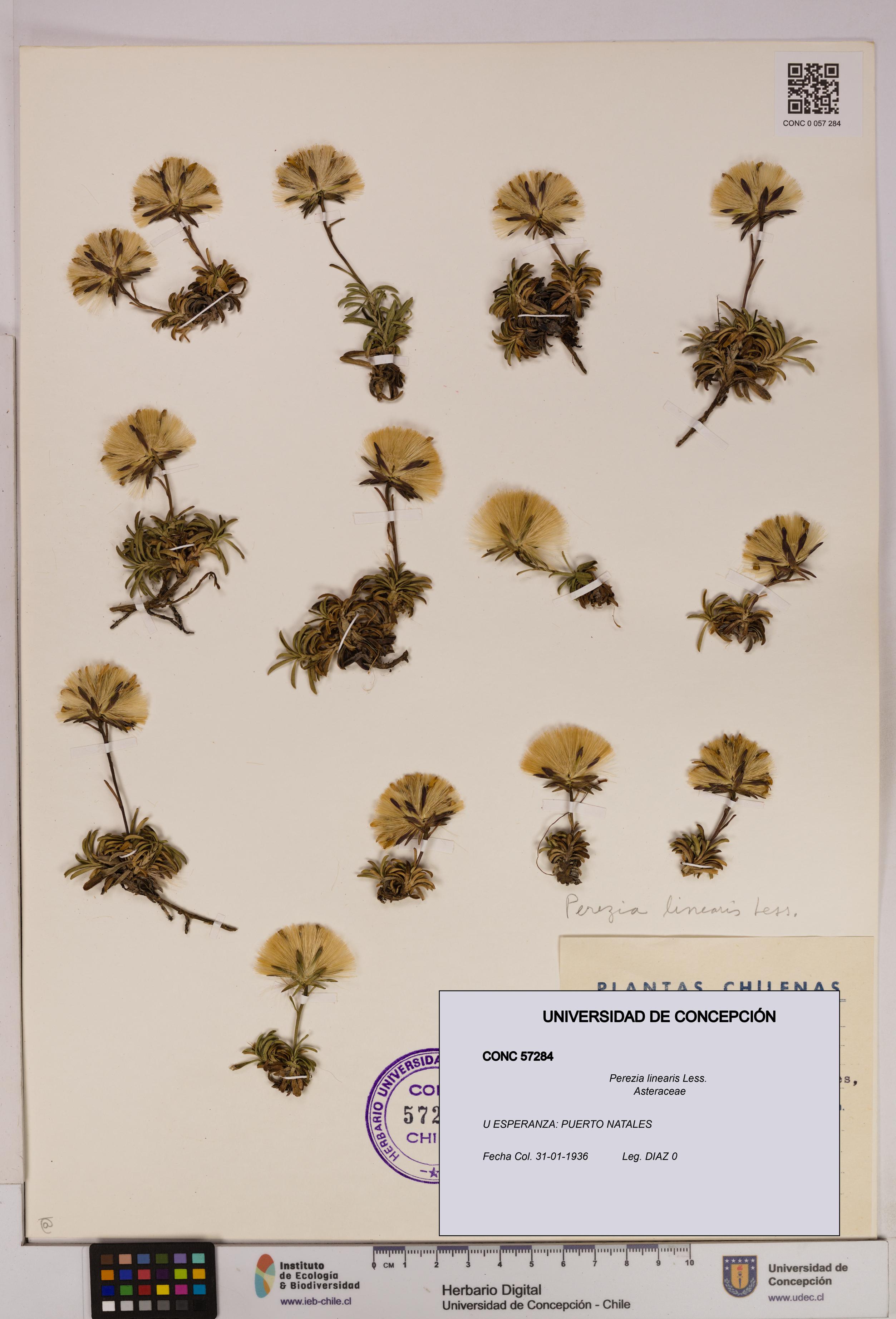 Perezia linearis [Espécimen: UDEC:CONC:0057284]