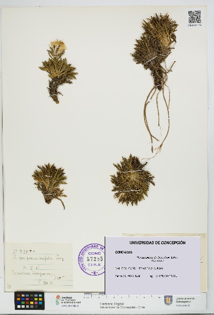 Perezia pilifera [Espécimen: UDEC:CONC:0057285]