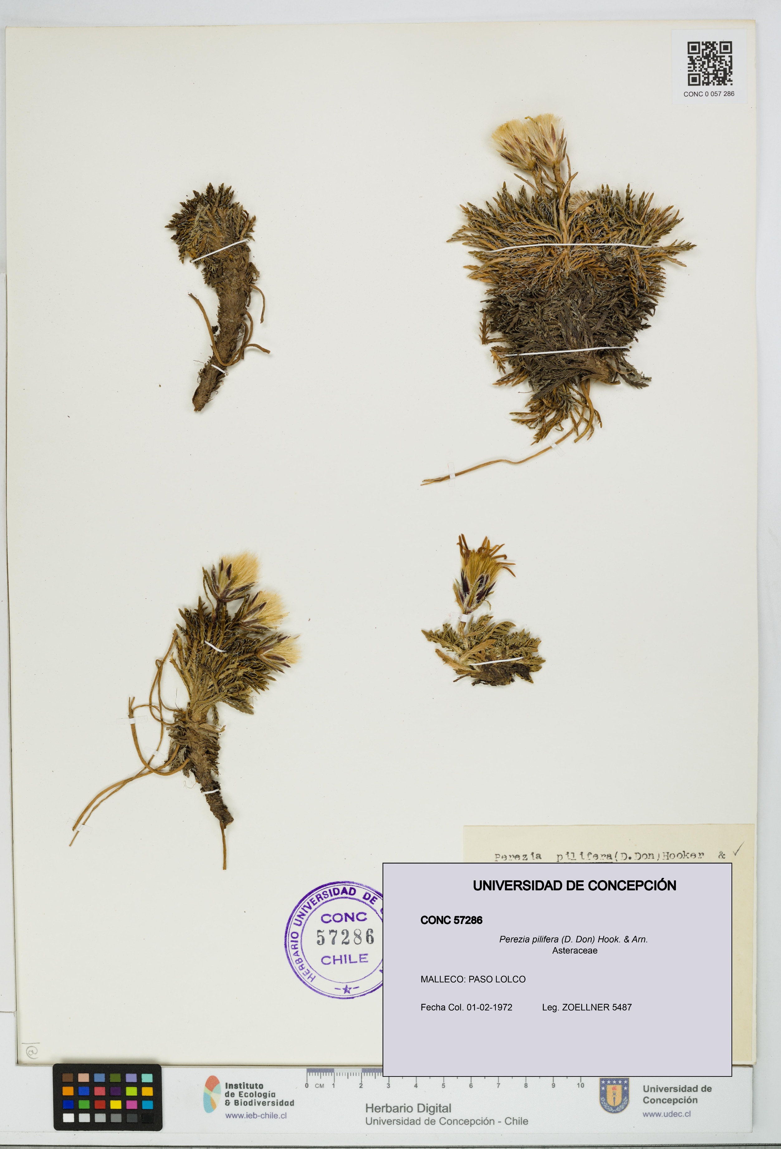 Perezia pilifera [Espécimen: UDEC:CONC:0057286]