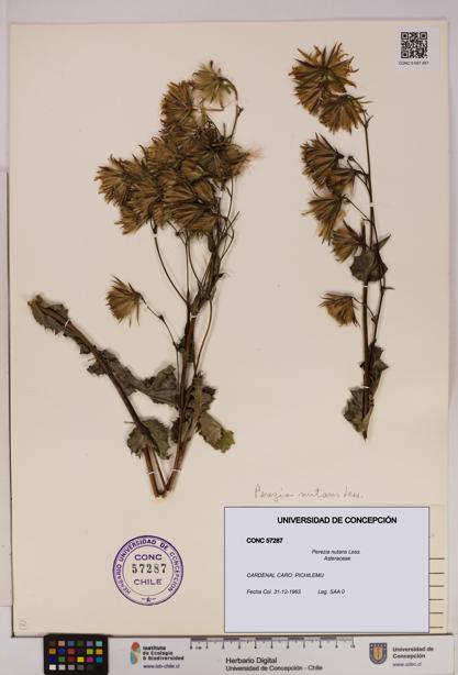 Perezia nutans [Espécimen: UDEC:CONC:0057287]