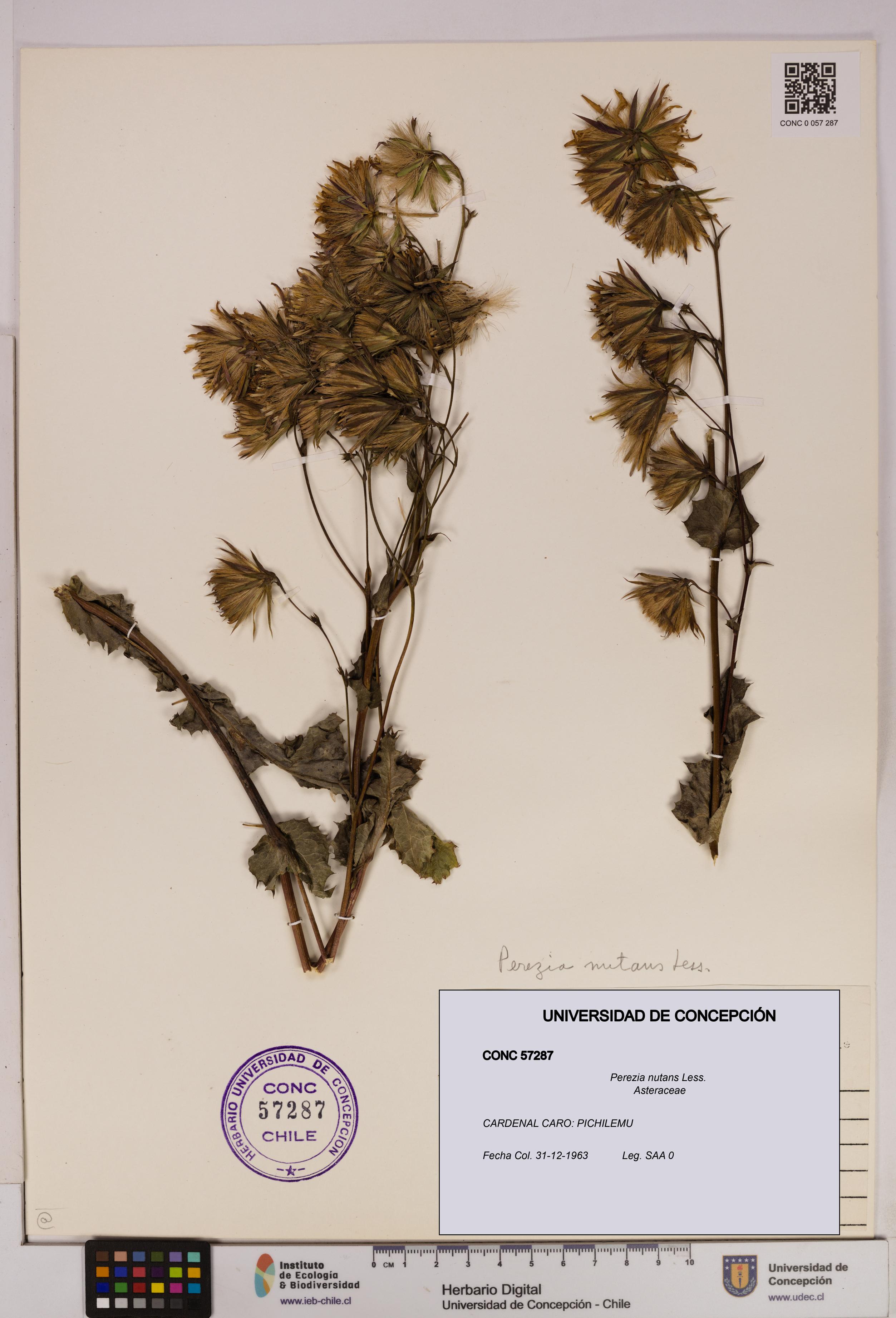 Perezia nutans [Espécimen: UDEC:CONC:0057287]