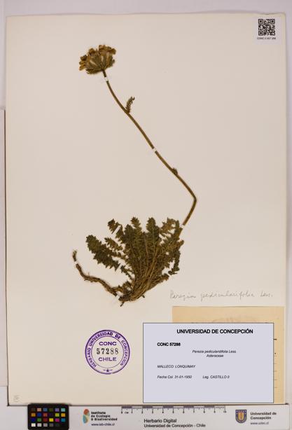 Perezia pedicularidifolia [Espécimen: UDEC:CONC:0057288]