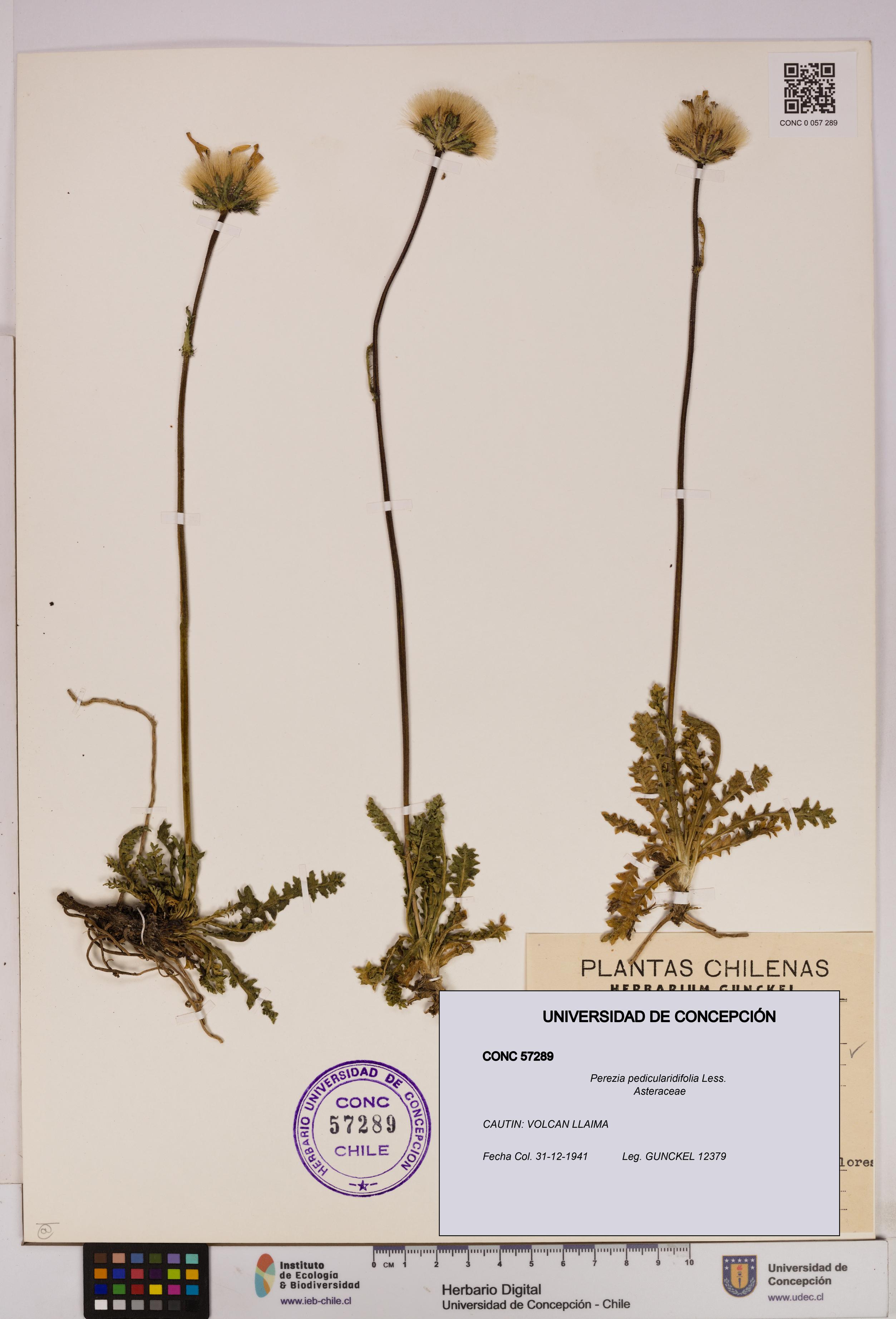 Perezia pedicularidifolia [Espécimen: UDEC:CONC:0057289]