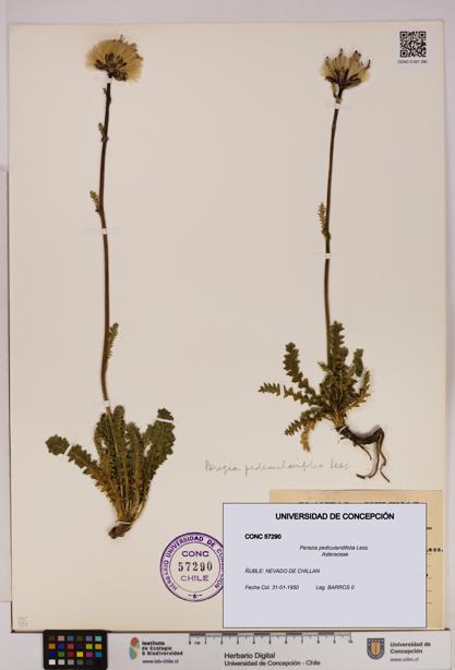 Perezia pedicularidifolia [Espécimen: UDEC:CONC:0057290]