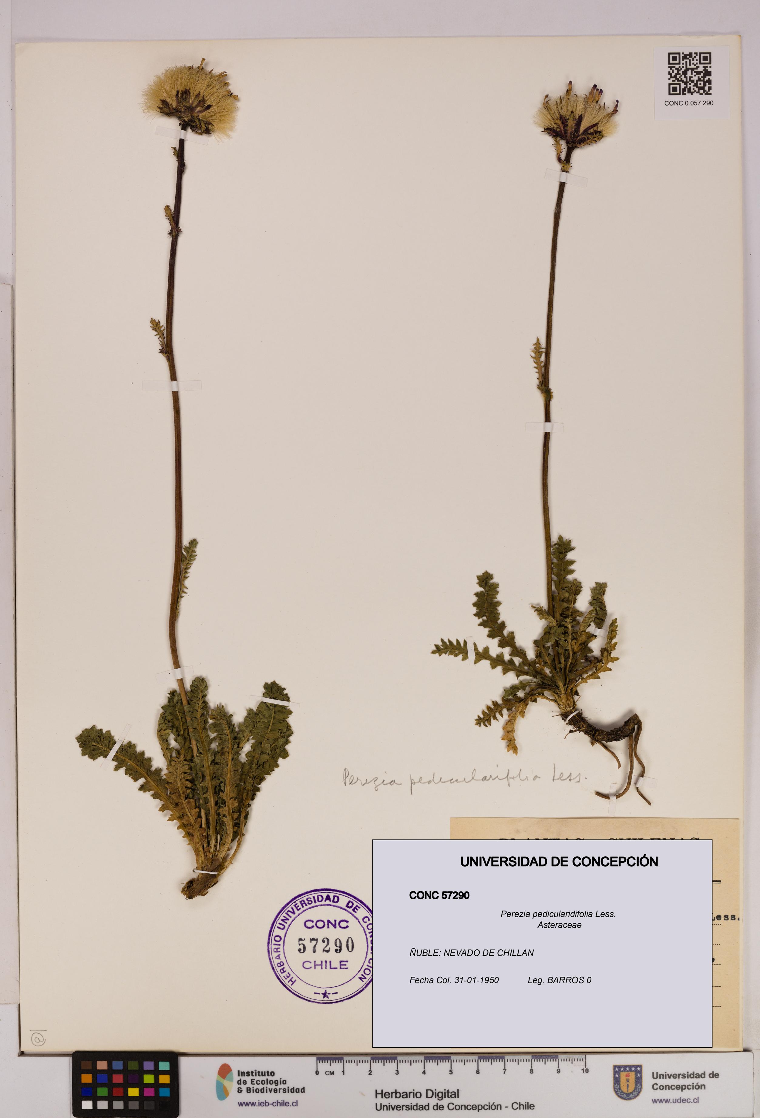 Perezia pedicularidifolia [Espécimen: UDEC:CONC:0057290]