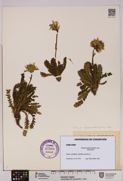 Perezia pedicularidifolia [Espécimen: UDEC:CONC:0057291]