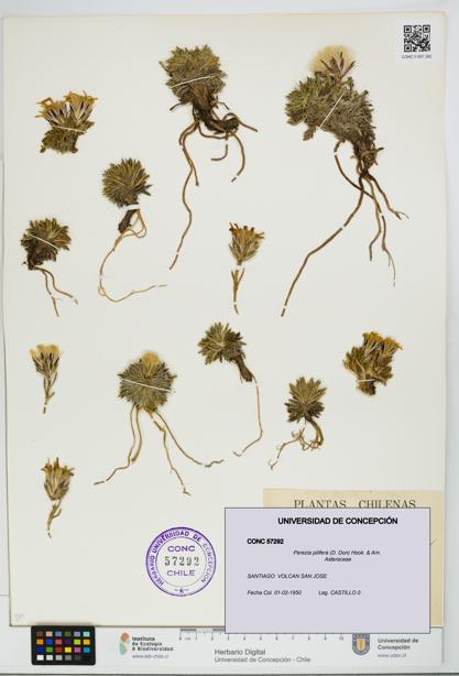 Perezia pilifera [Espécimen: UDEC:CONC:0057292]