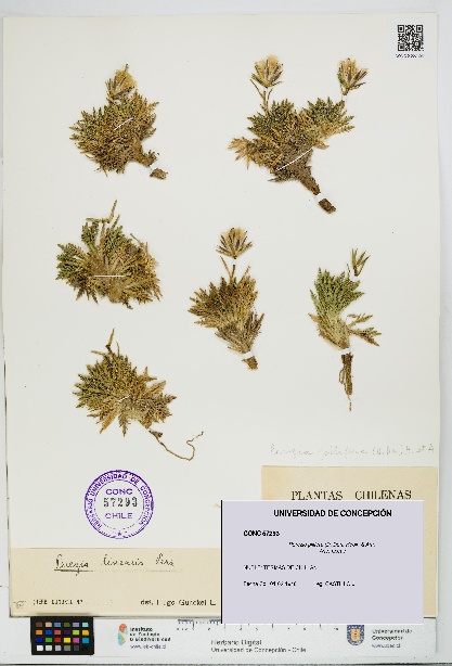 Perezia pilifera [Espécimen: UDEC:CONC:0057293]