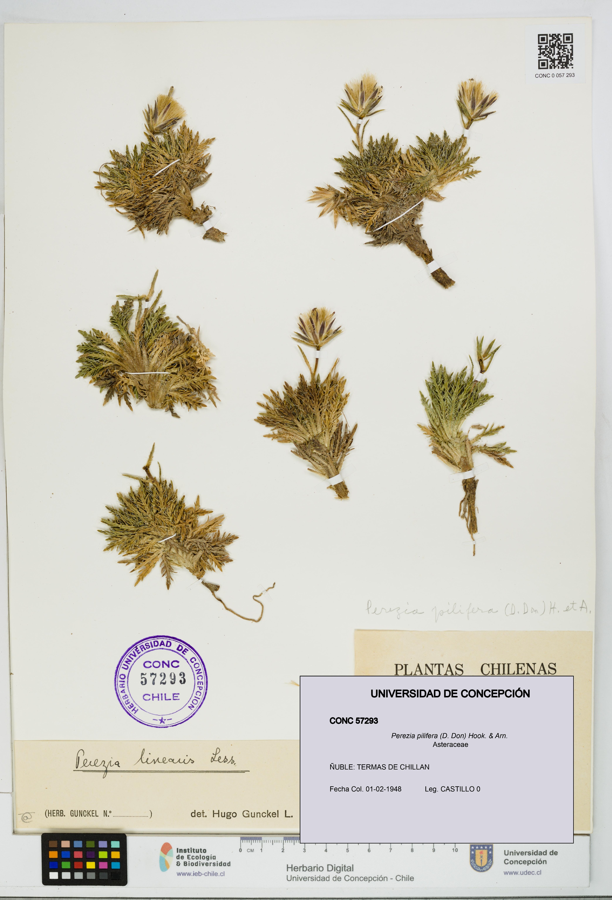 Perezia pilifera [Espécimen: UDEC:CONC:0057293]