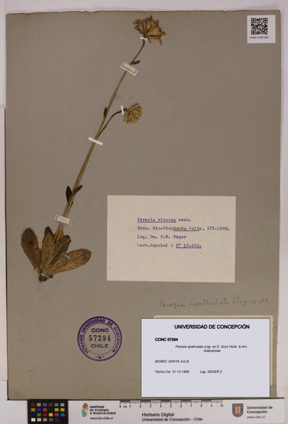Perezia spathulata [Espécimen: UDEC:CONC:0057294]