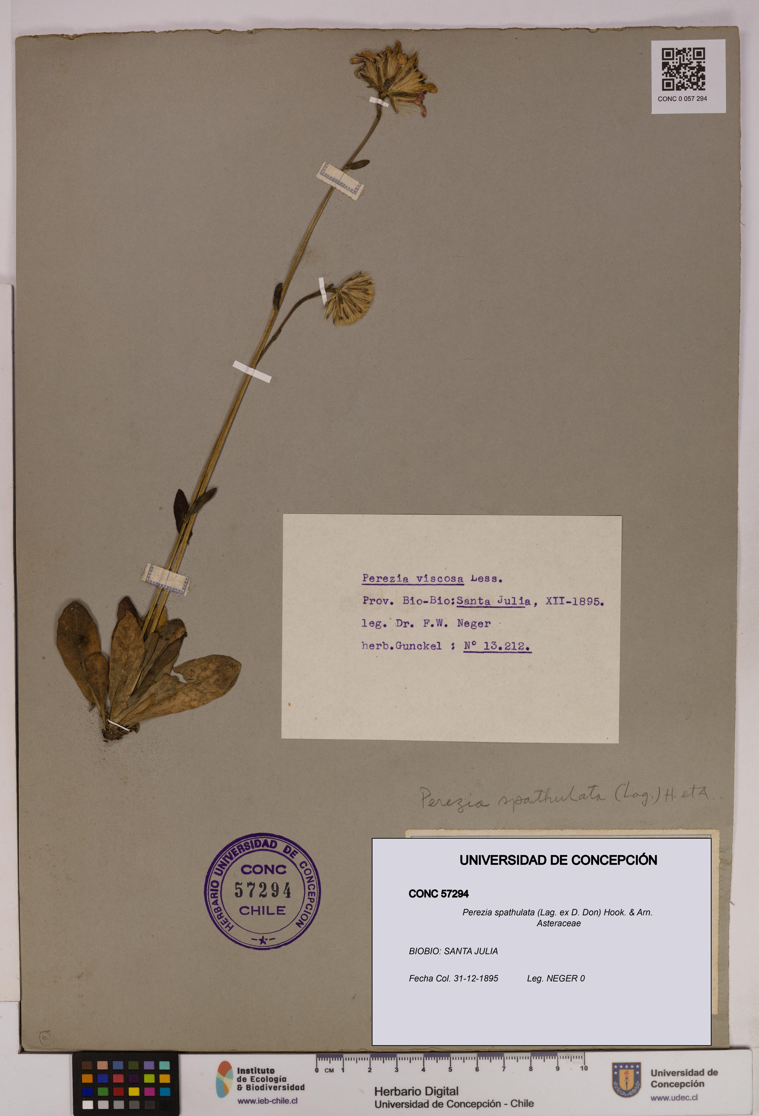 Perezia spathulata [Espécimen: UDEC:CONC:0057294]