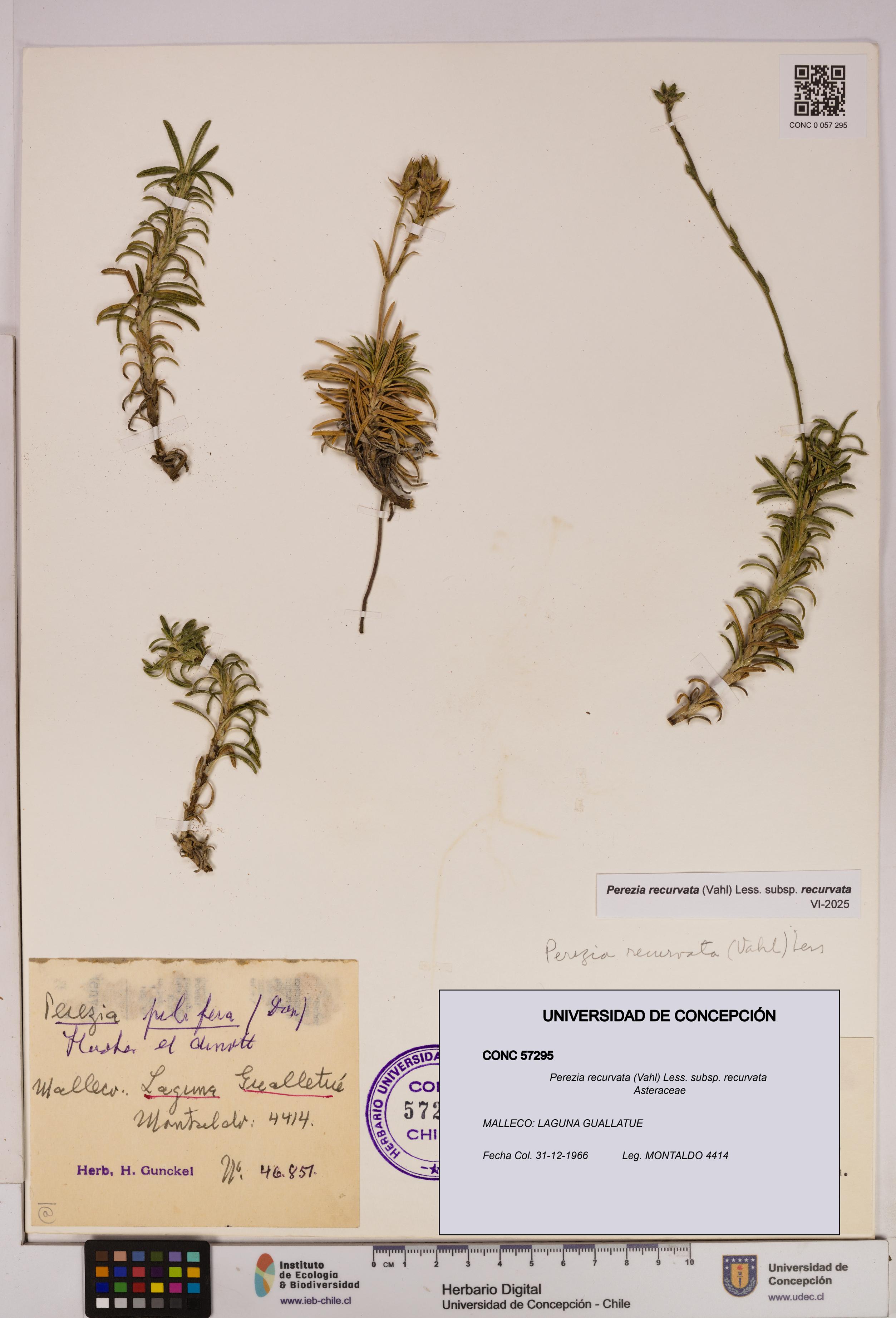 Perezia recurvata subsp. recurvata [Espécimen: UDEC:CONC:0057295]