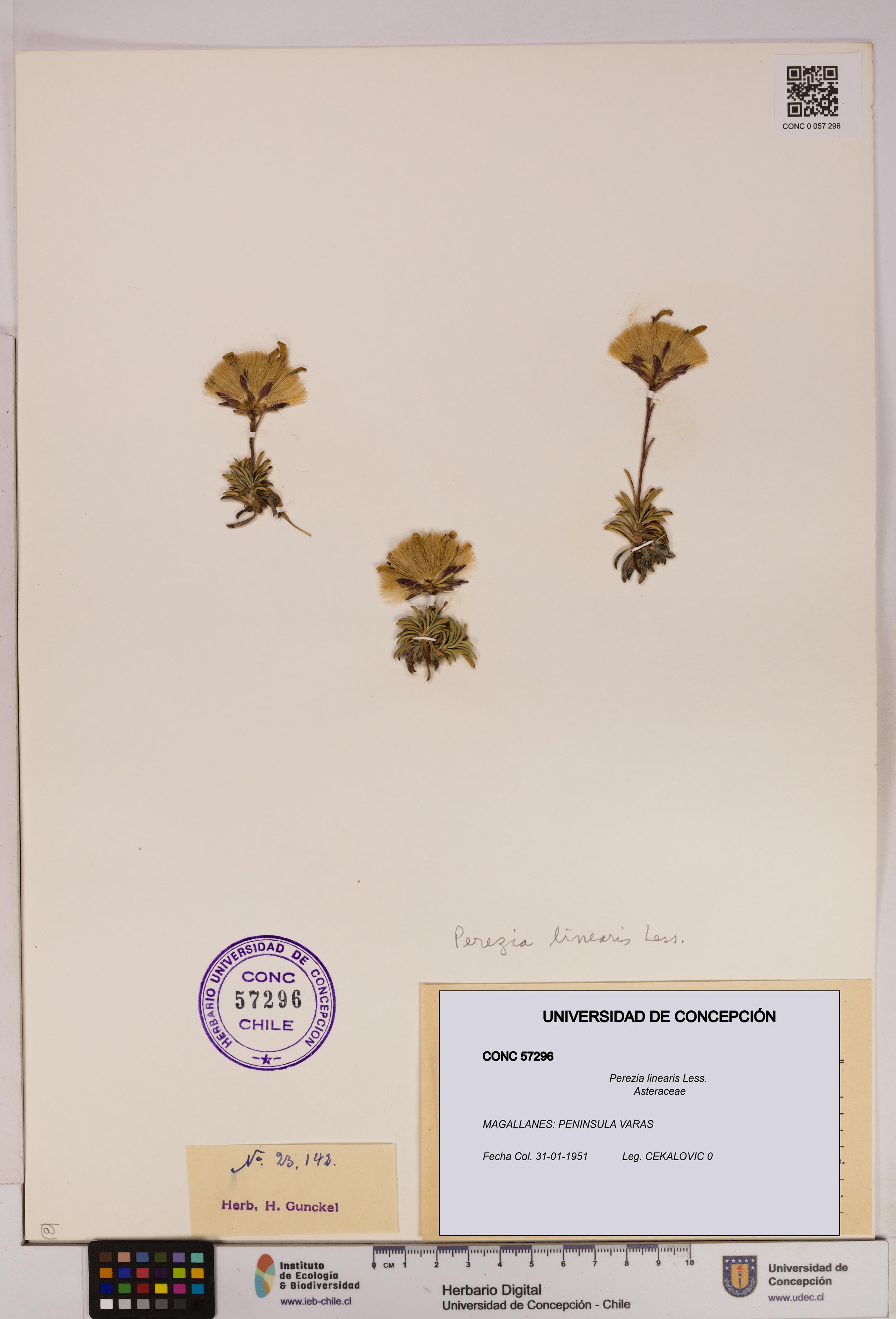 Perezia linearis [Espécimen: UDEC:CONC:0057296]