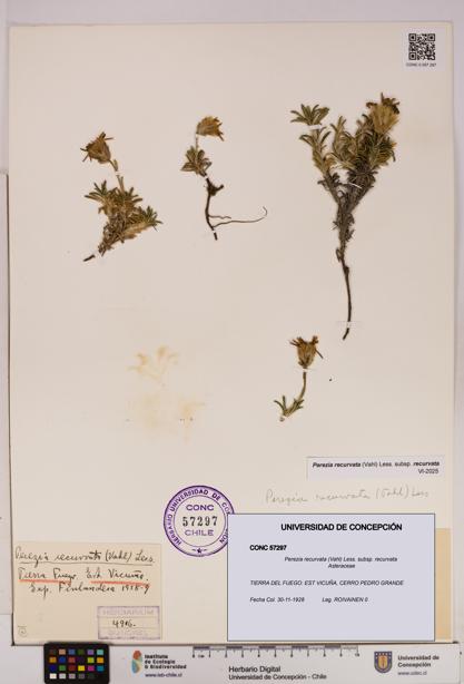 Perezia recurvata subsp. recurvata [Espécimen: UDEC:CONC:0057297]