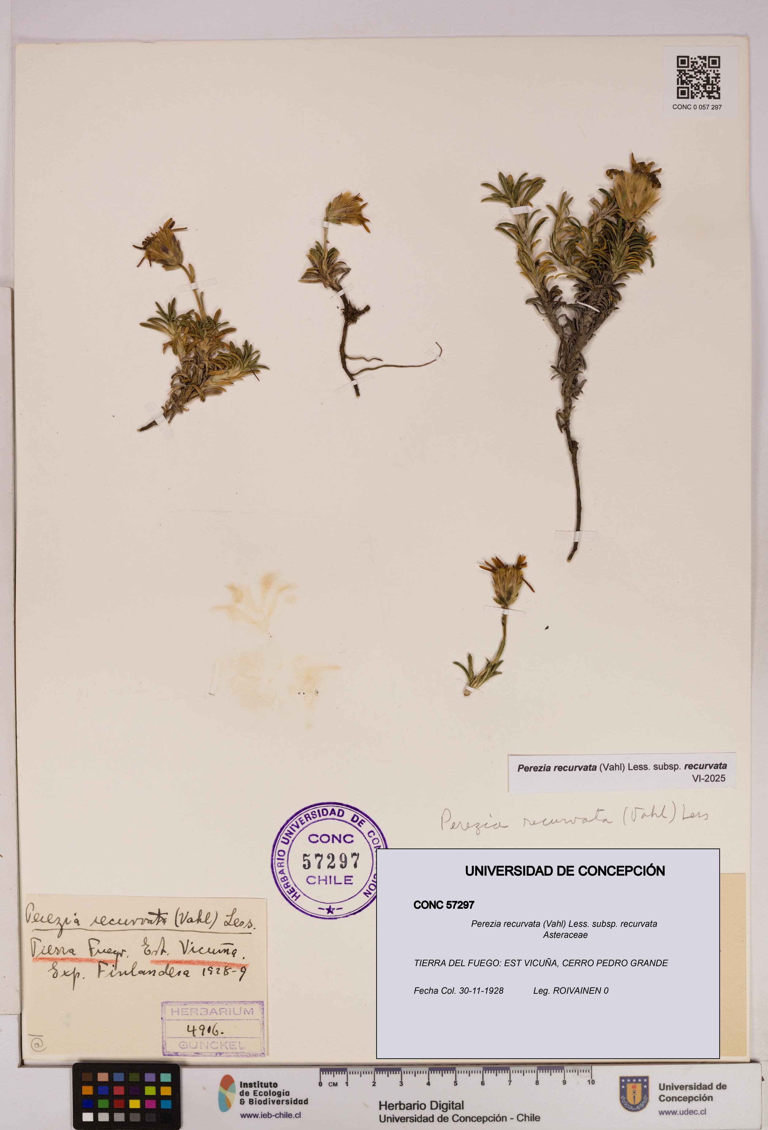 Perezia recurvata subsp. recurvata [Espécimen: UDEC:CONC:0057297]