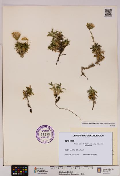 Perezia recurvata subsp. recurvata [Espécimen: UDEC:CONC:0057298]