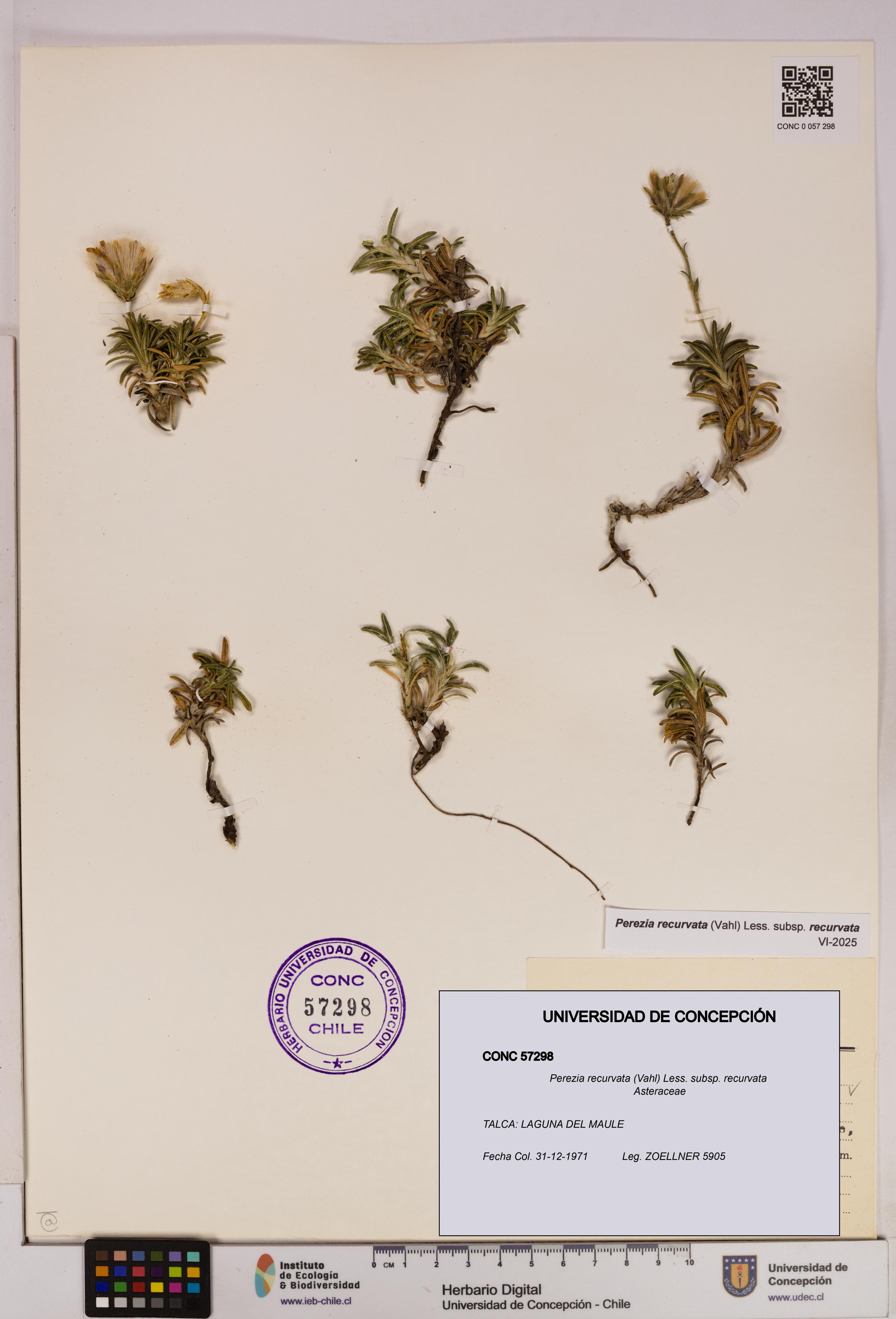Perezia recurvata subsp. recurvata [Espécimen: UDEC:CONC:0057298]