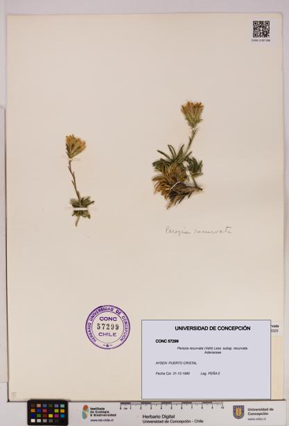 Perezia recurvata subsp. recurvata [Espécimen: UDEC:CONC:0057299]
