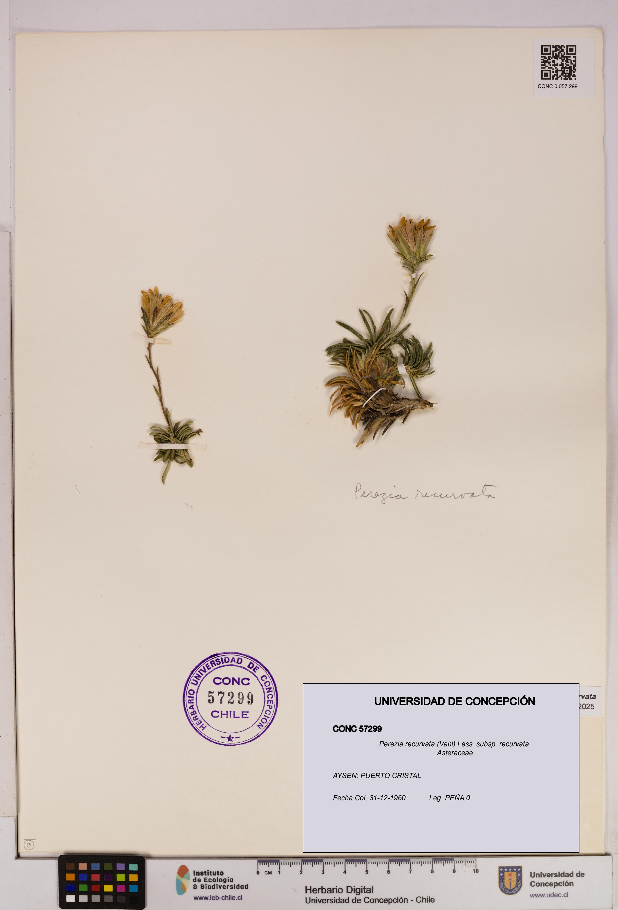 Perezia recurvata subsp. recurvata [Espécimen: UDEC:CONC:0057299]