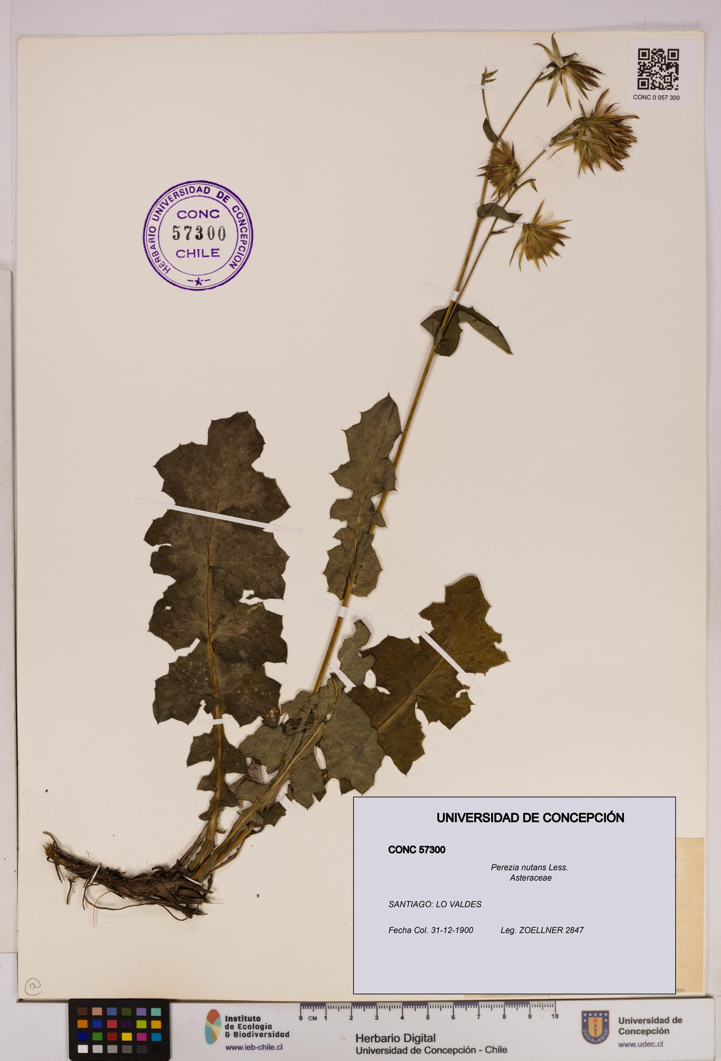 Perezia nutans [Espécimen: UDEC:CONC:0057300]